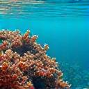 Câmera subaquática com IA integrada